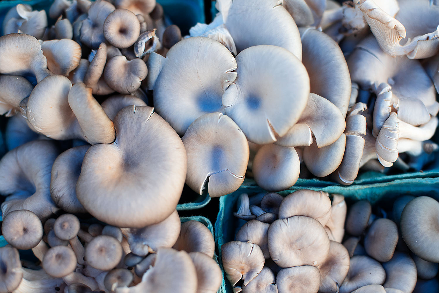 Mushrooms.jpg