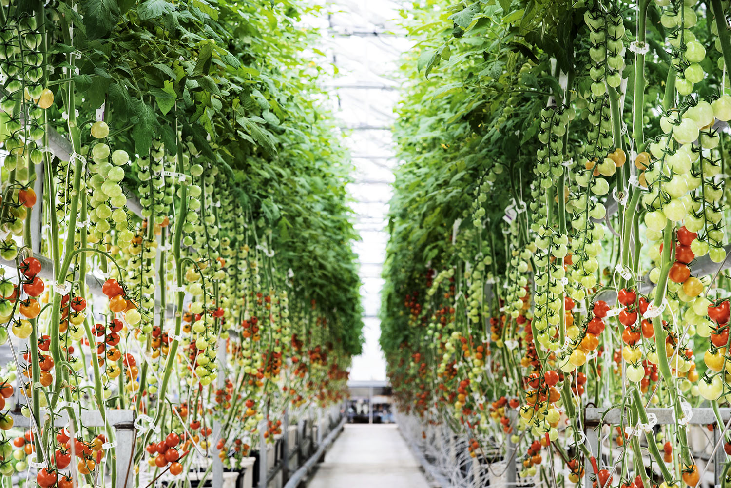 Tomato Path.jpg