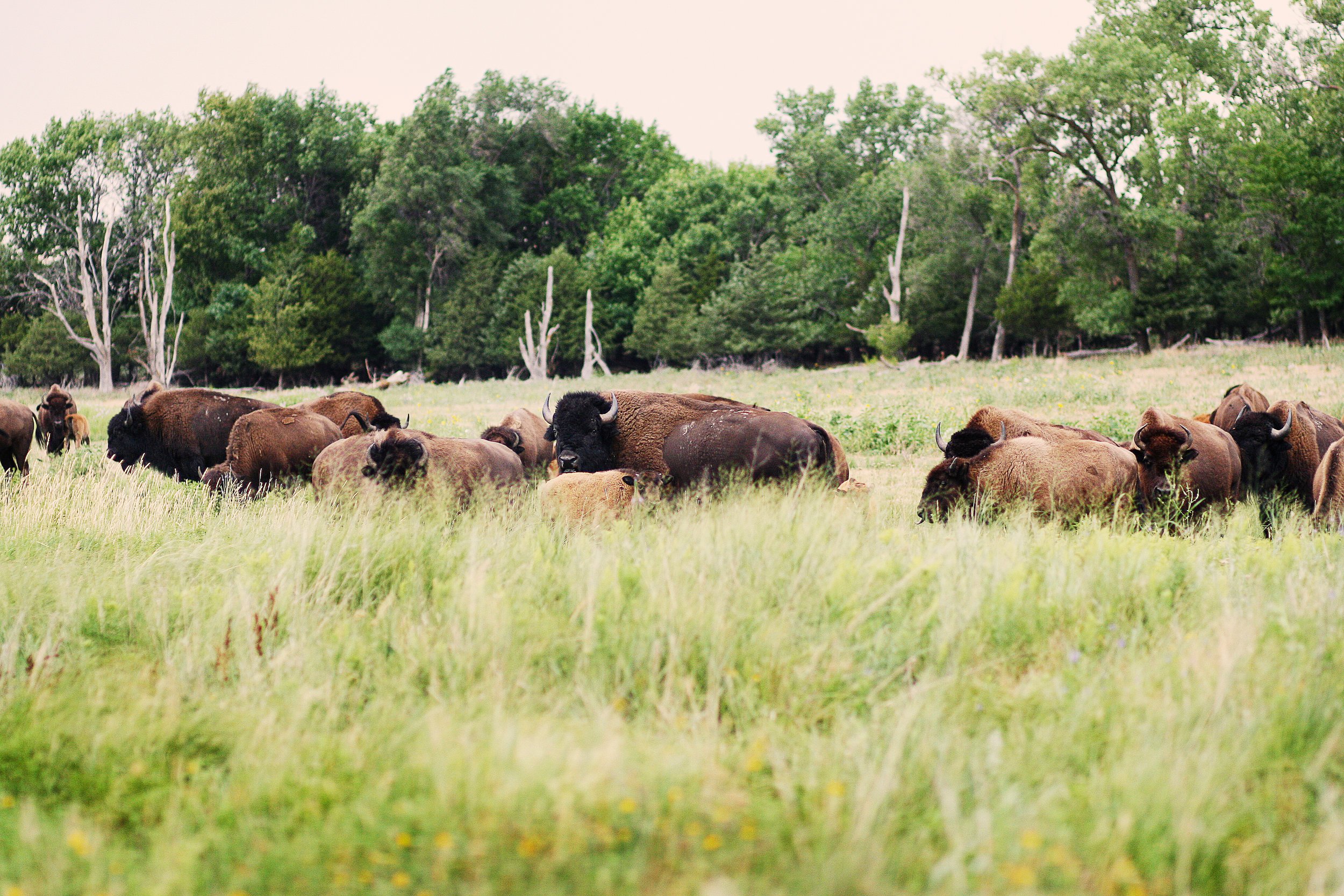 Wild American Bison Herds