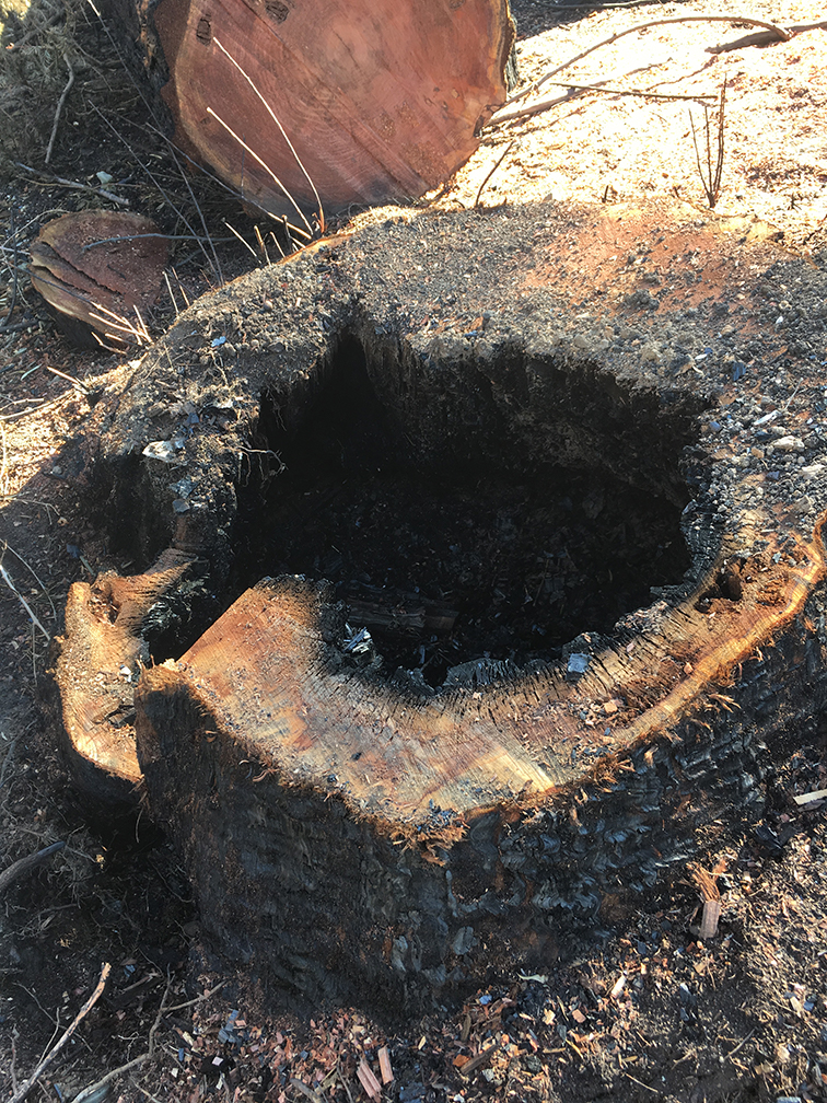 Burned-Out Redwood Stump