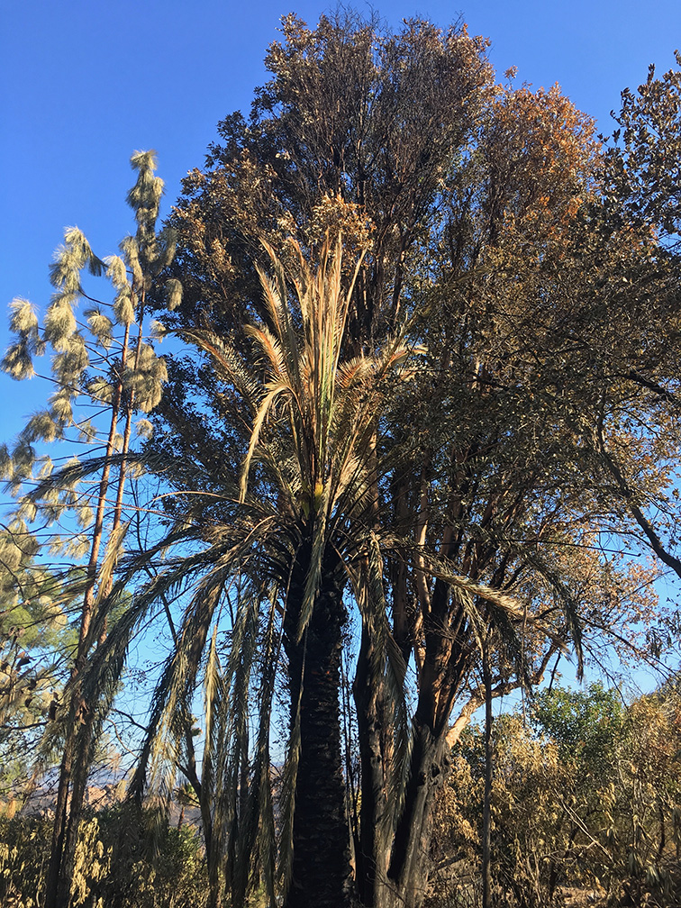 Palm Tree Burned