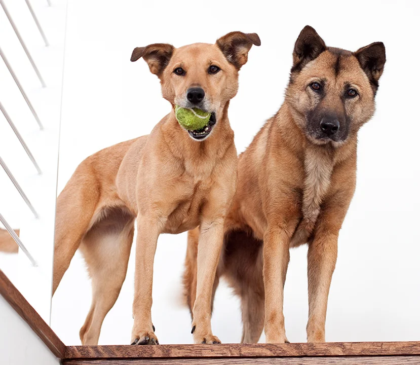 Bridget and Ginger, my girls