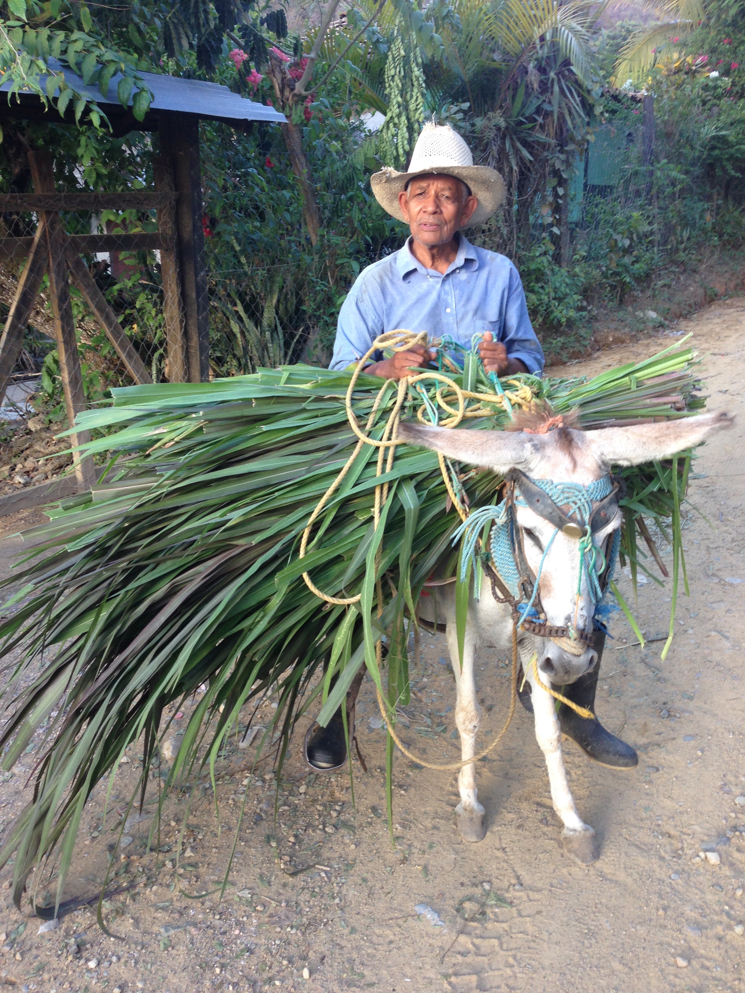 man with donkey.jpg