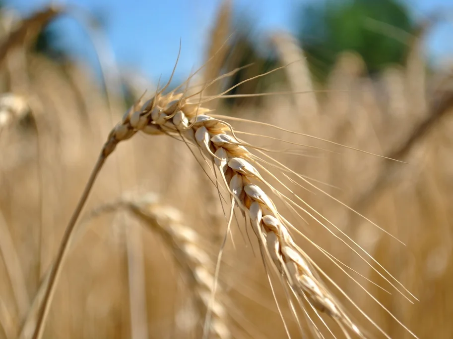 Ministério da Agricultura, Pecuária e Abastecimento abre duas vagas para EPPGGs na Escola Nacional de Gestão Agropecuária
