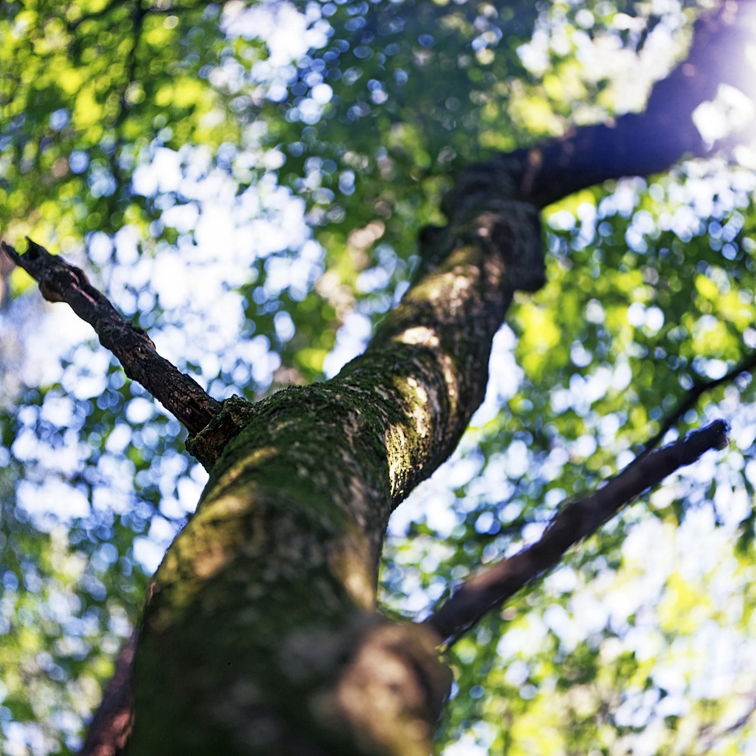 tree_3.jpg