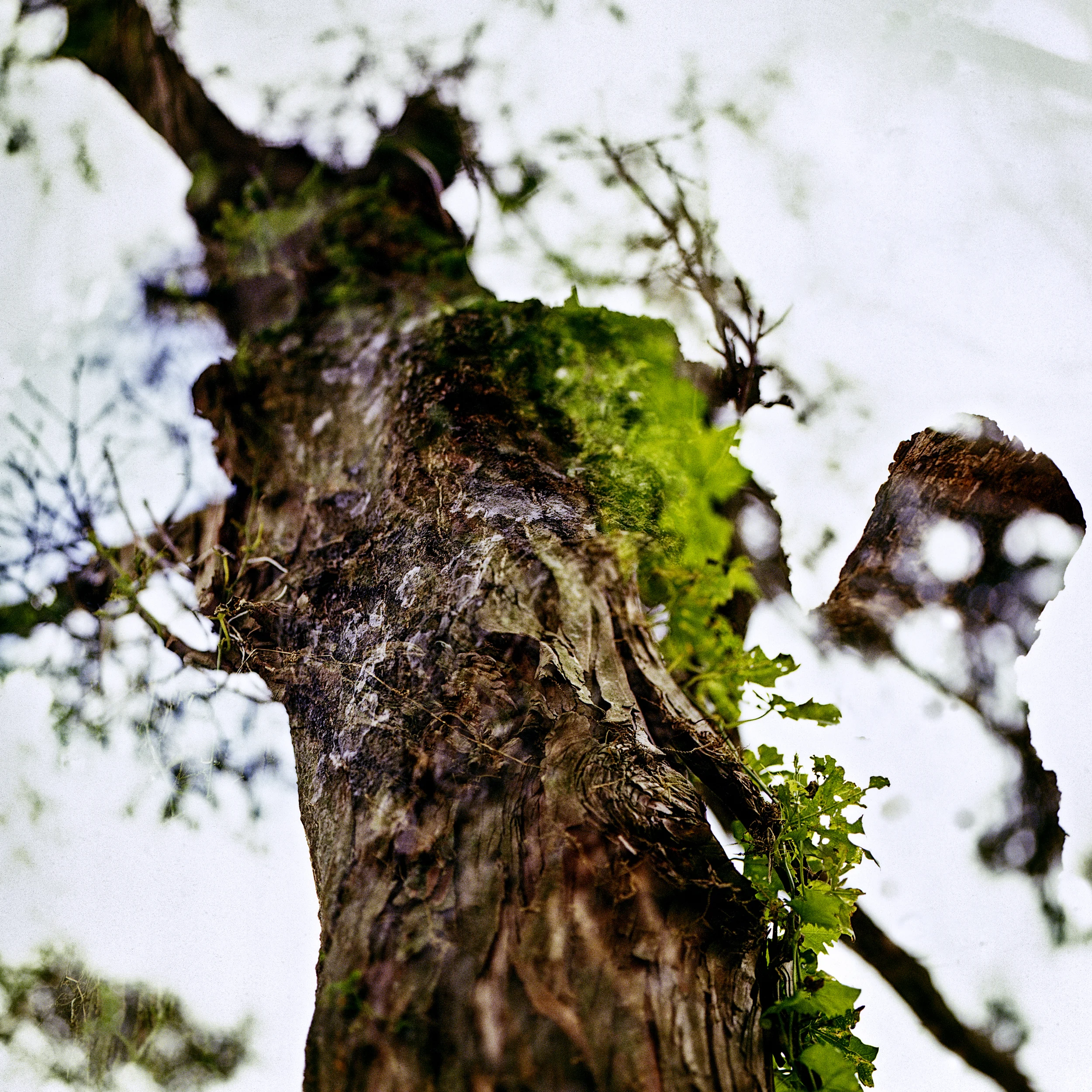 tree_5.jpg