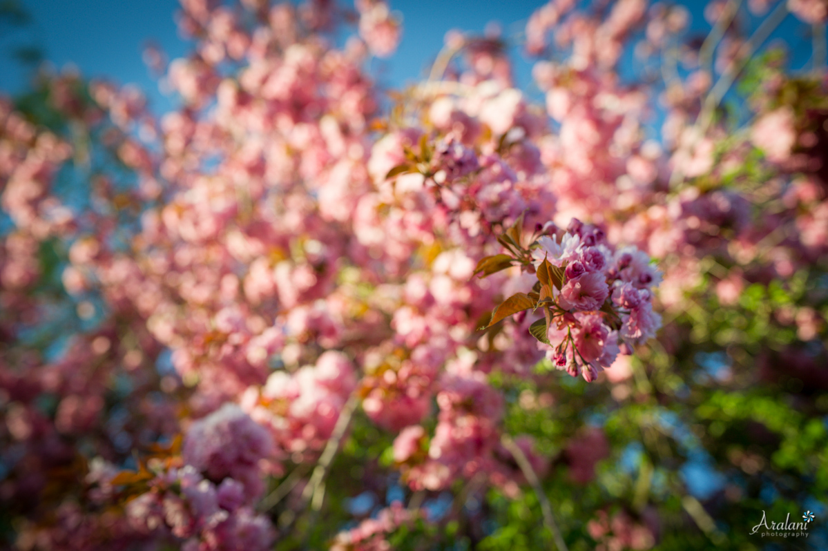 Spring_in_Portland002.jpg
