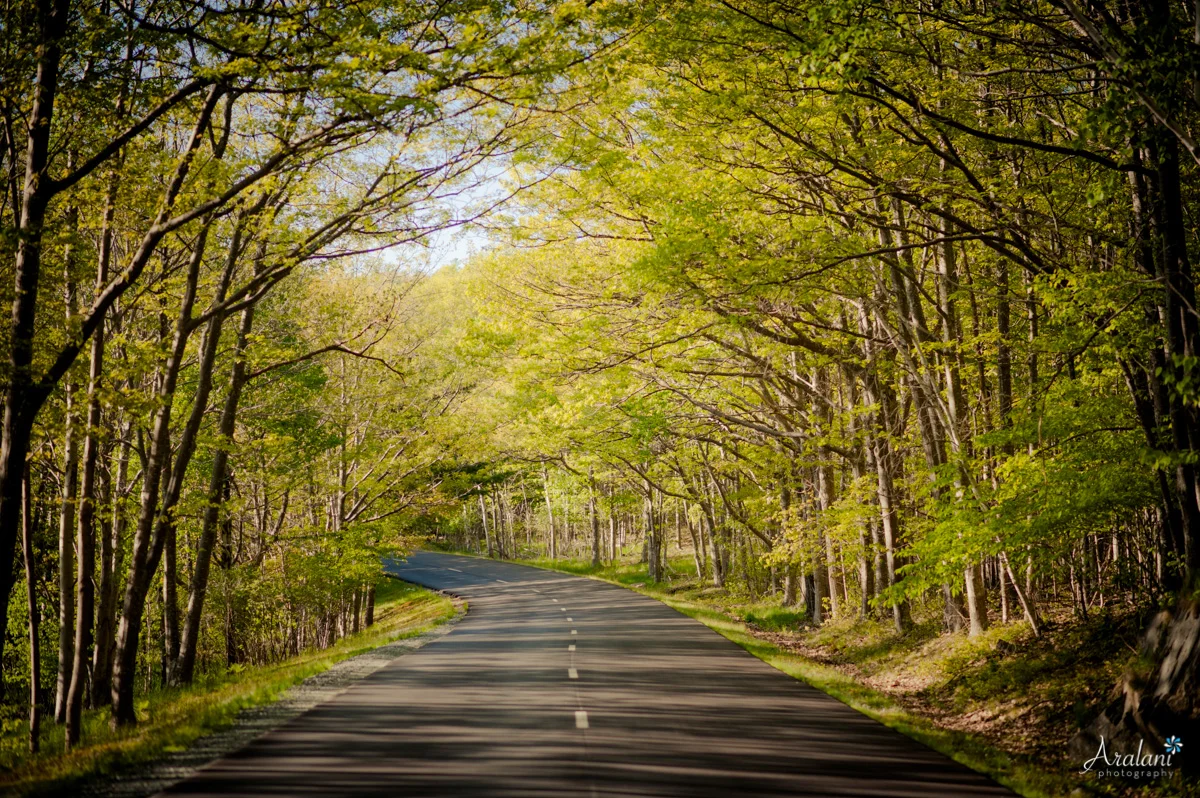 The Acadia National Park Loop