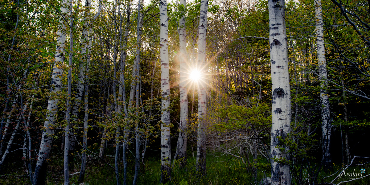 Along the Park Loop