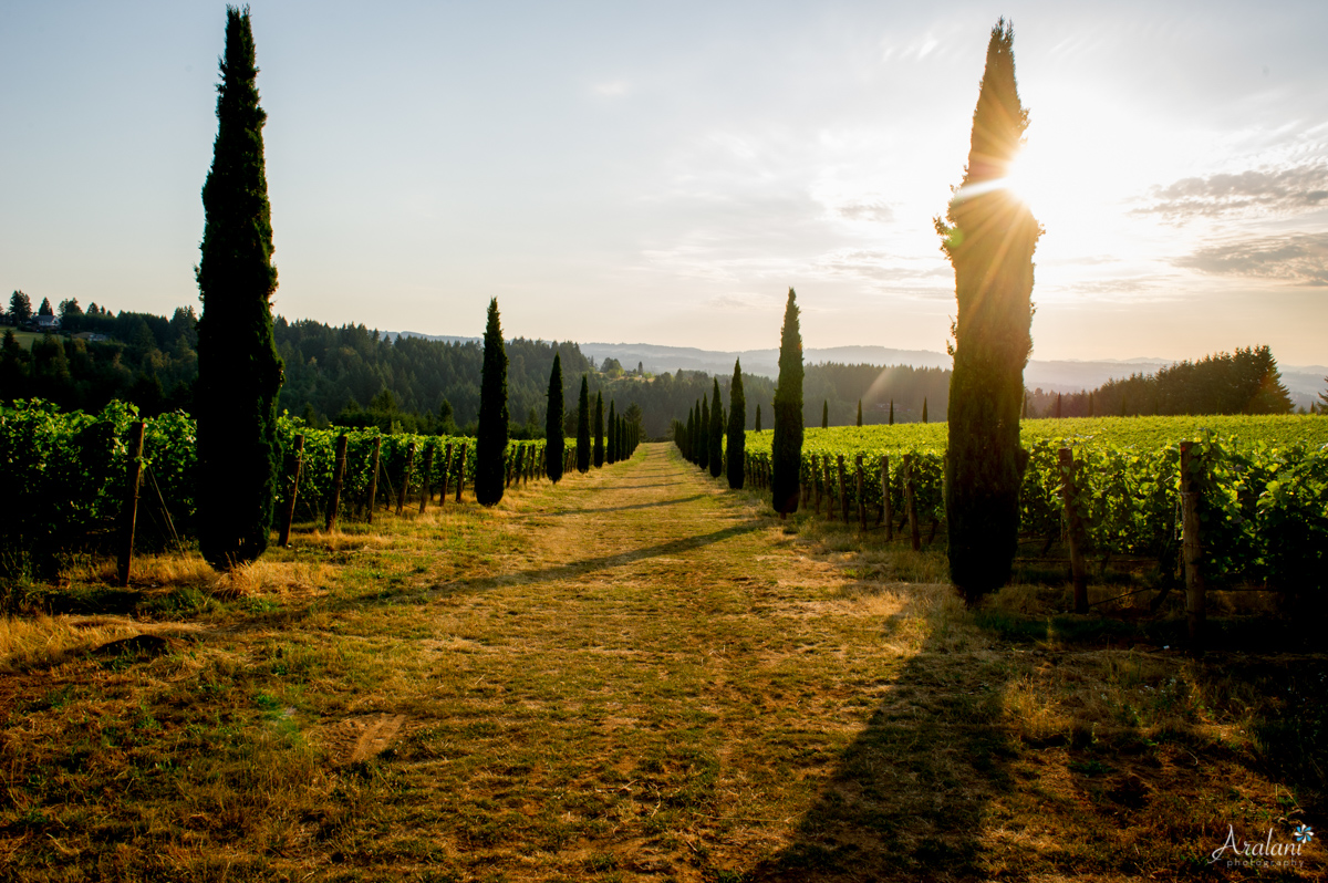 Alloro_Vinyard_Wedding0033.jpg