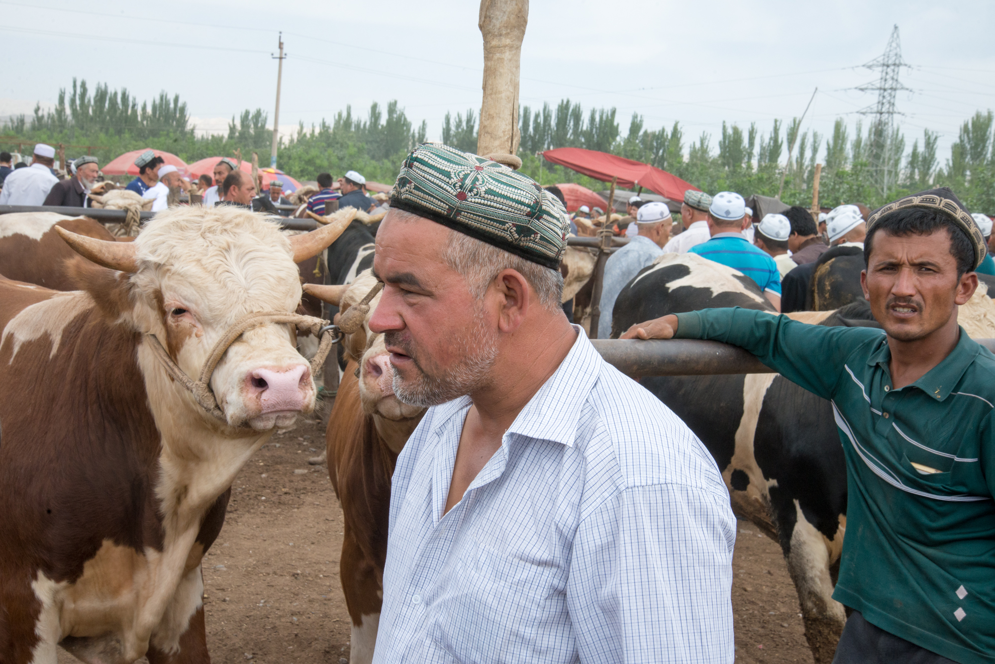 Live Animal Market