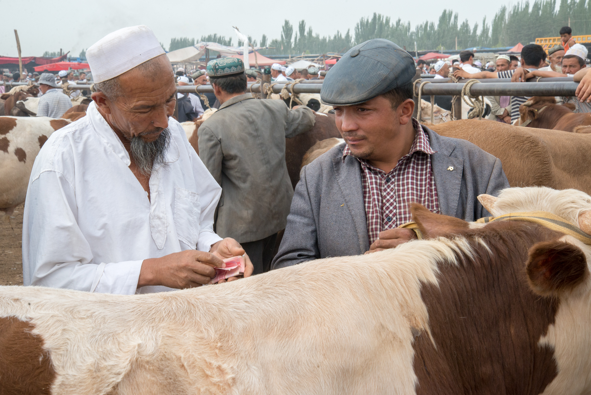 Live Animal Market