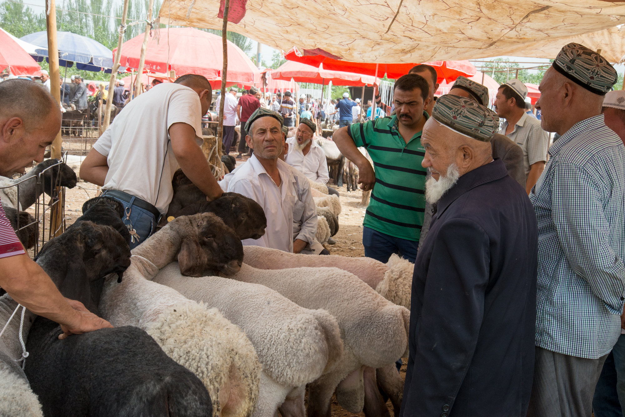 Live Animal Market