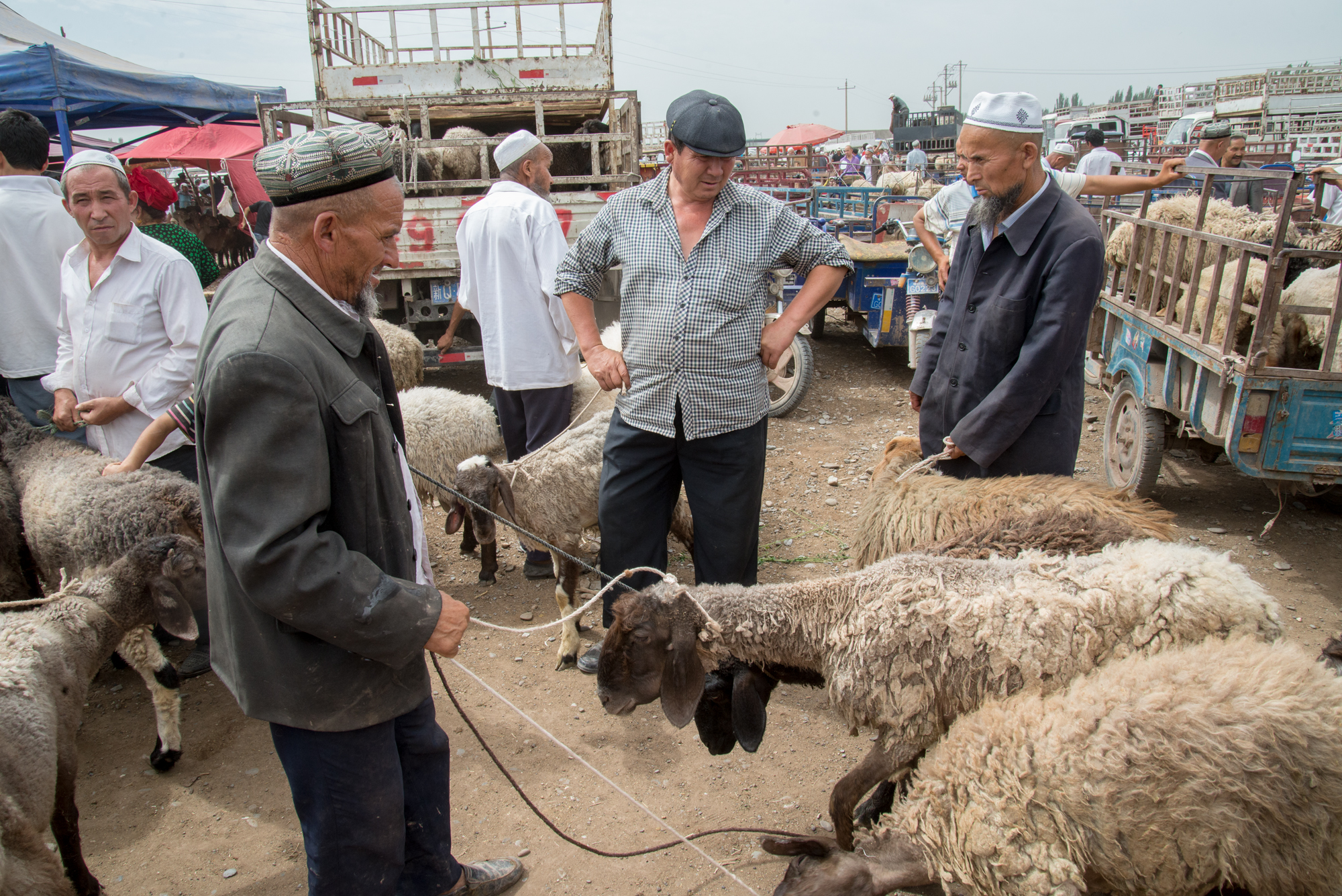 Live Animal Market