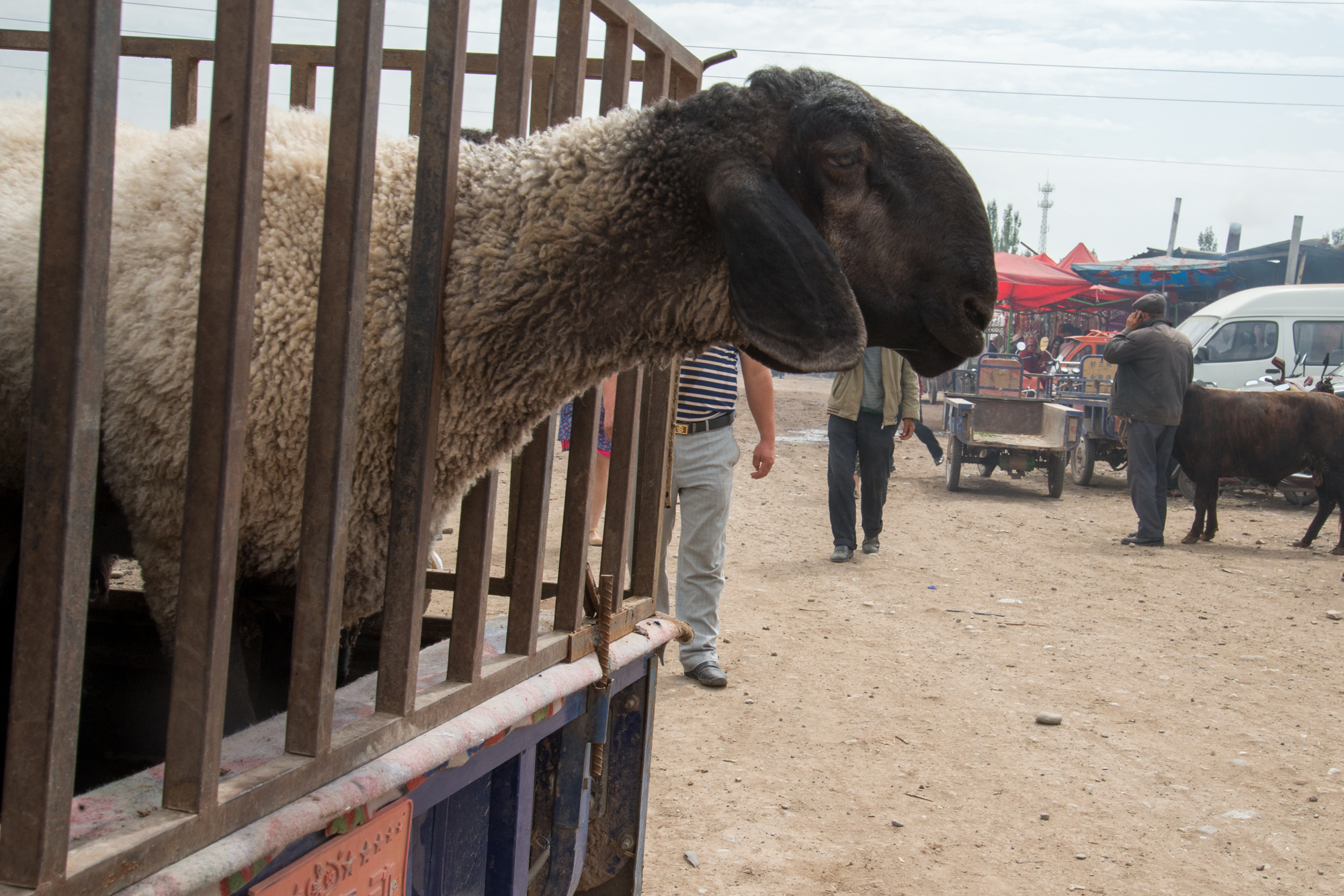 Live Animal Market