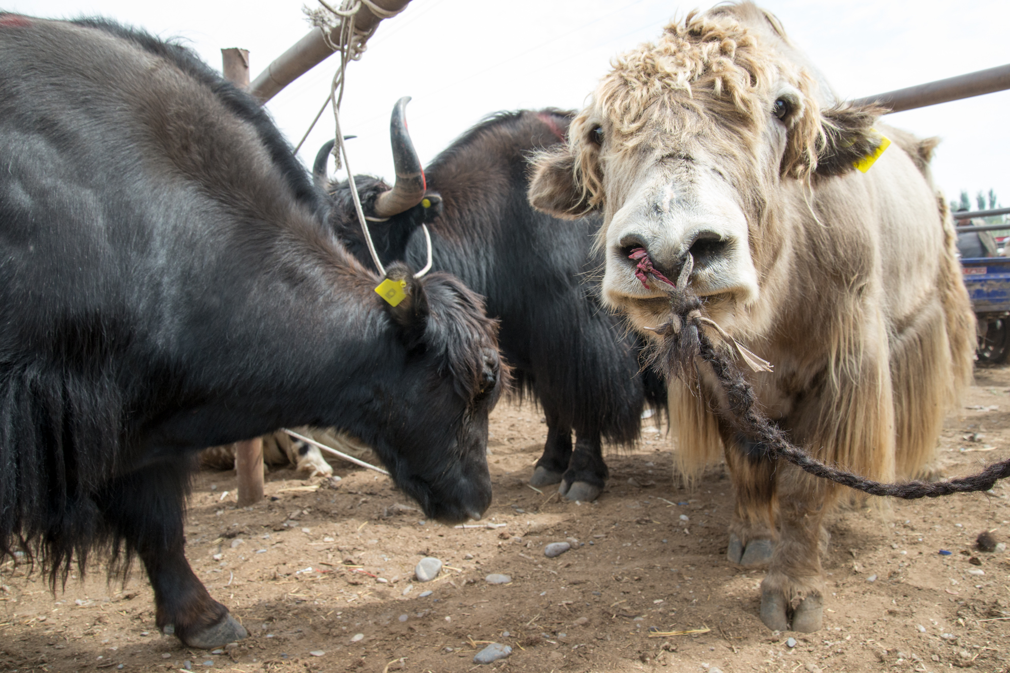 Yaks, Live Animal Market