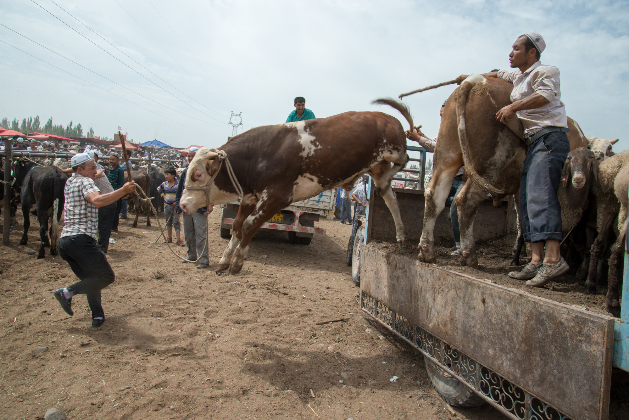 Getting cow off the truck, Live Animal Market