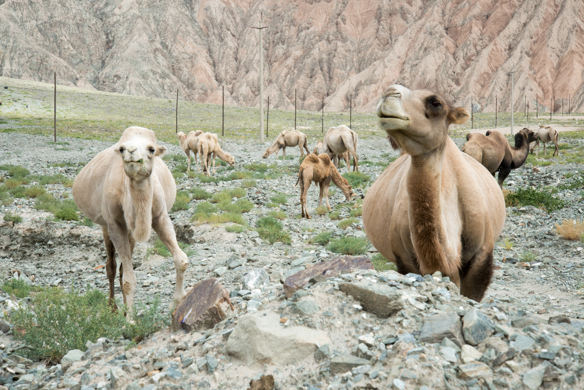 Camels crossing Karakoram Hwy near Kashgar