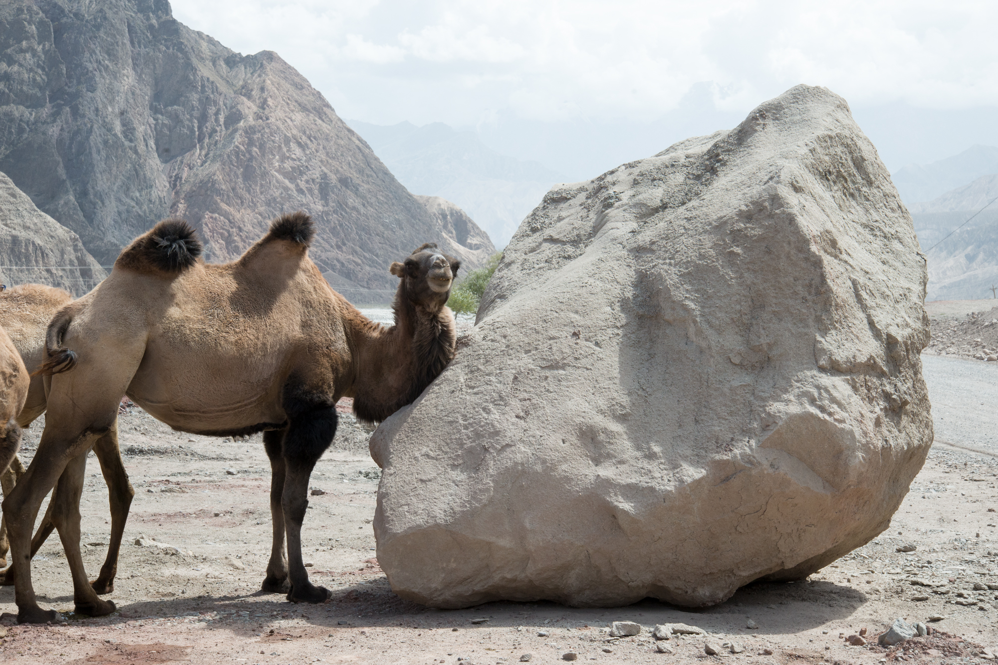 Camels crossing Karakoram Hwy near Kashgar
