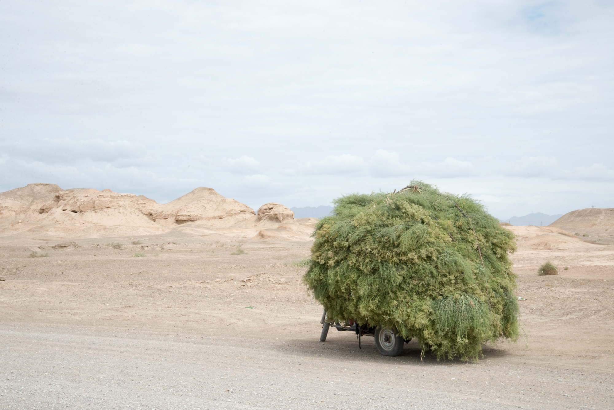 Motorcycle, Carrying Grass to Farm 