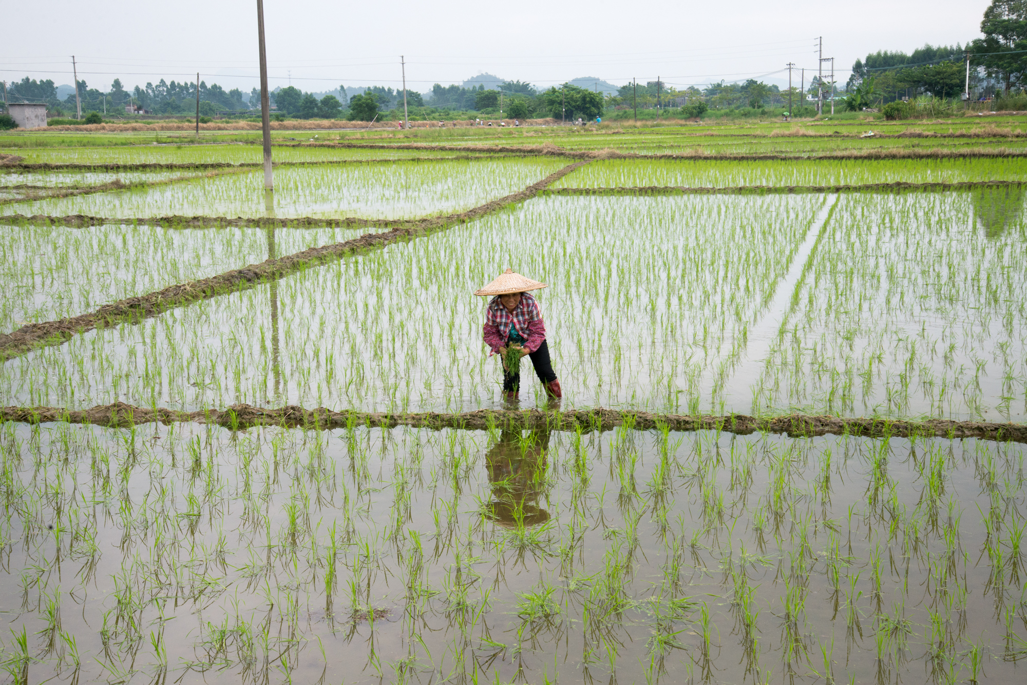 Rice Paddy, Kaiping