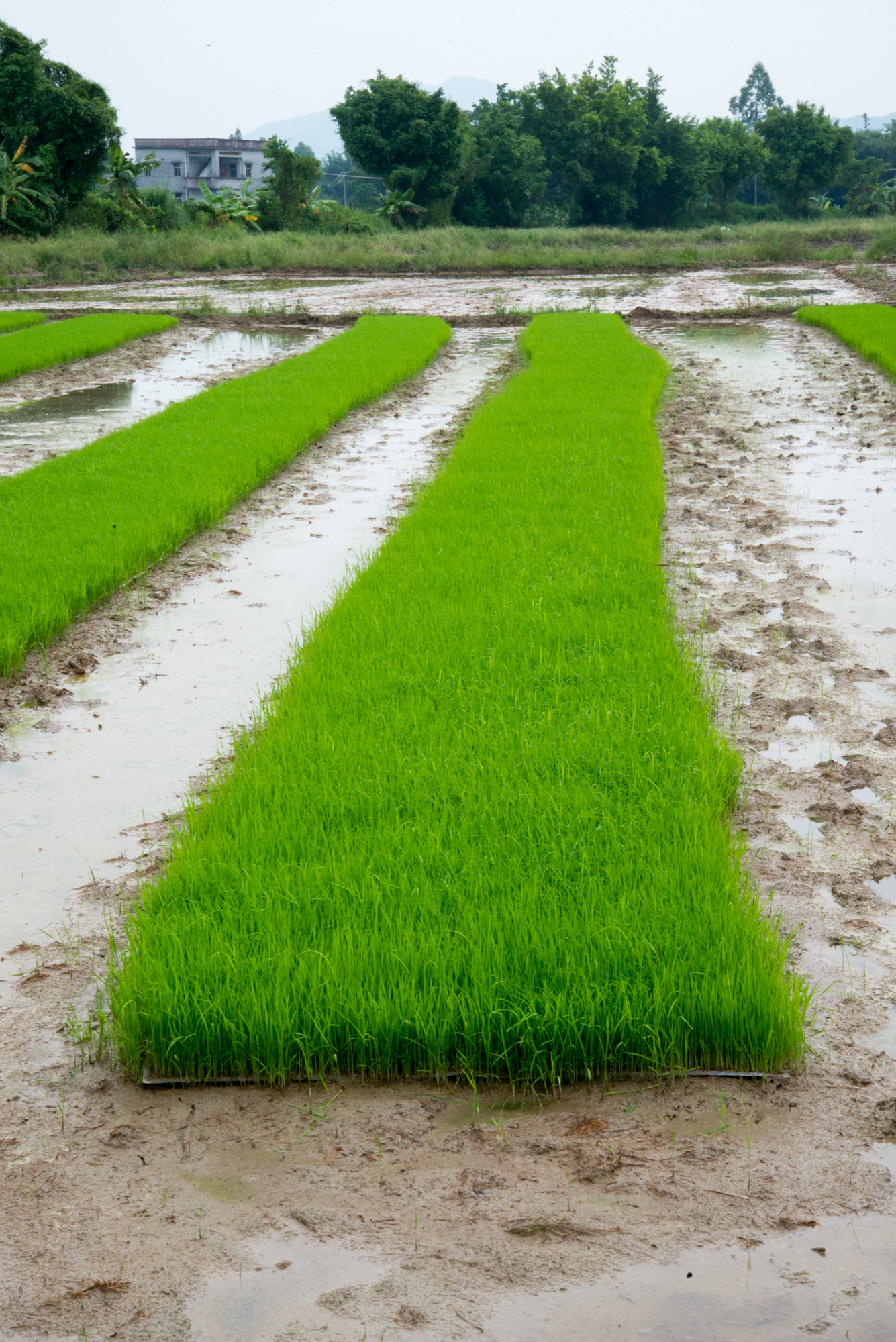 Rice Seedlings, Kaiping