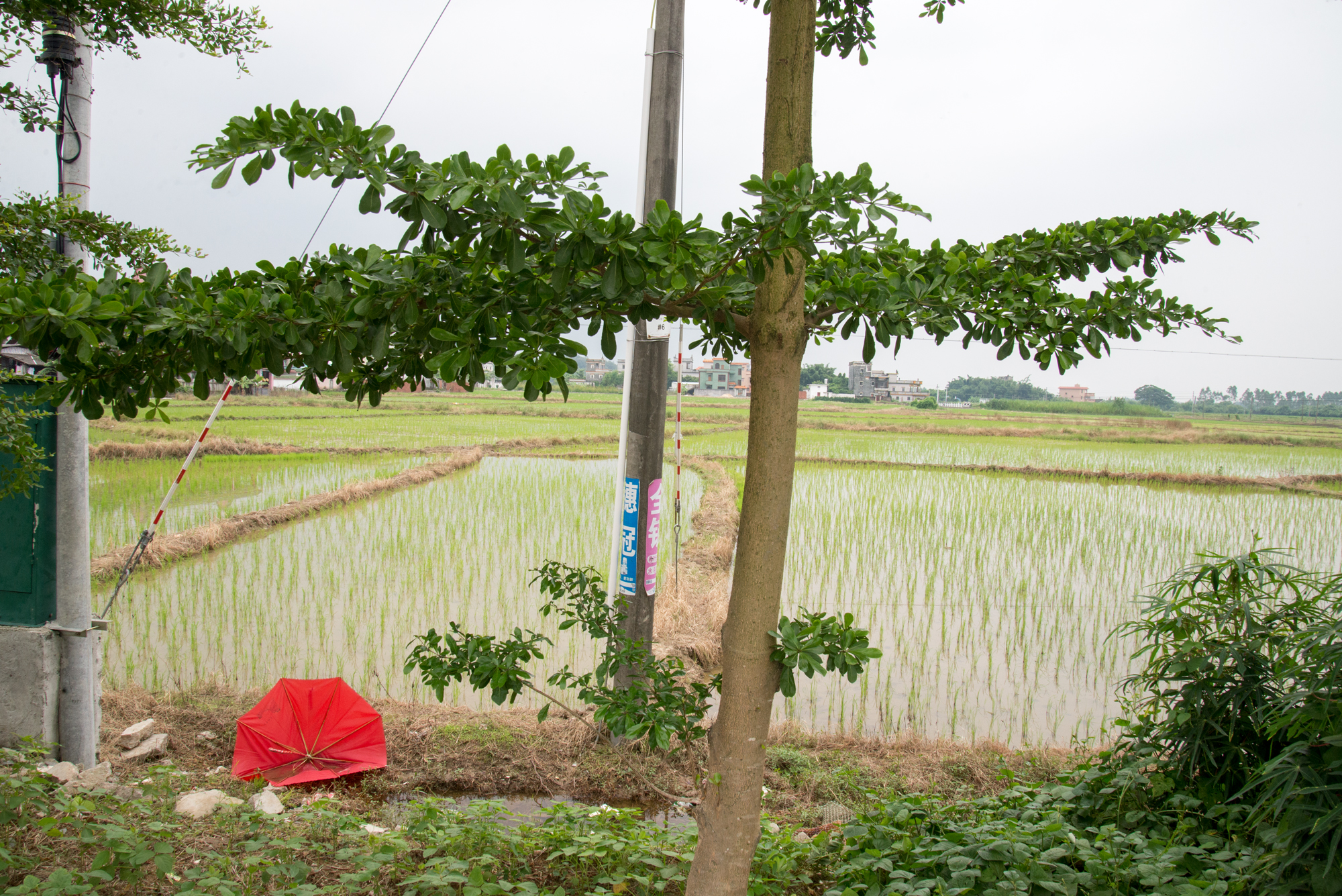 Rice Paddy, Kaiping