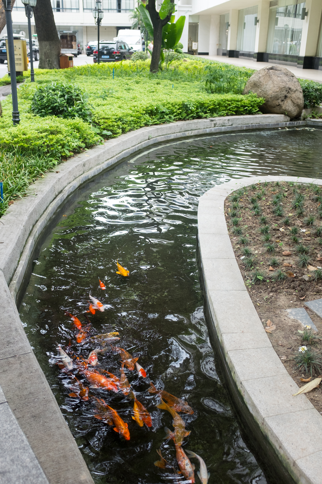 Carp in ceremonial canal