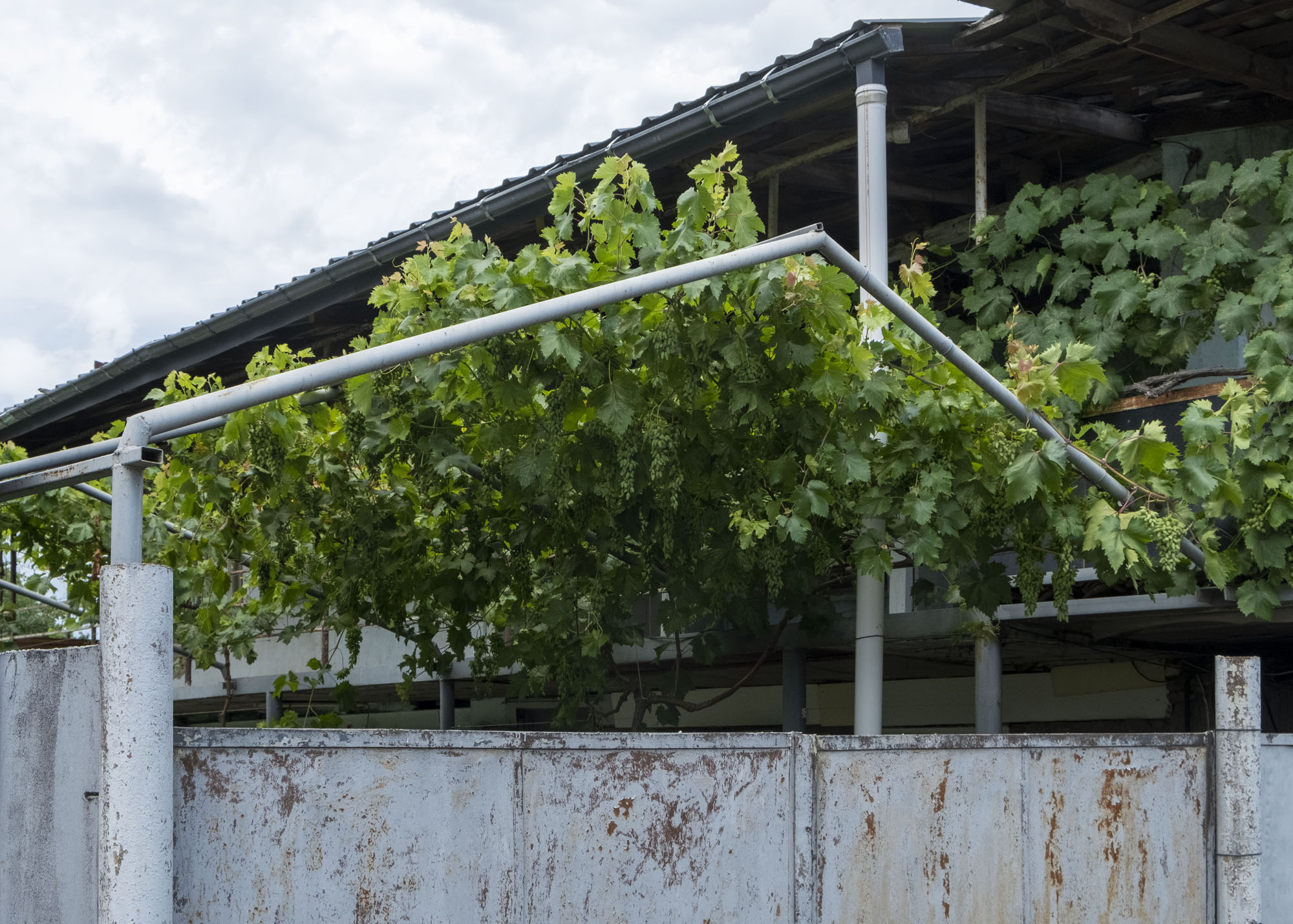 pipes and vineyard.jpg