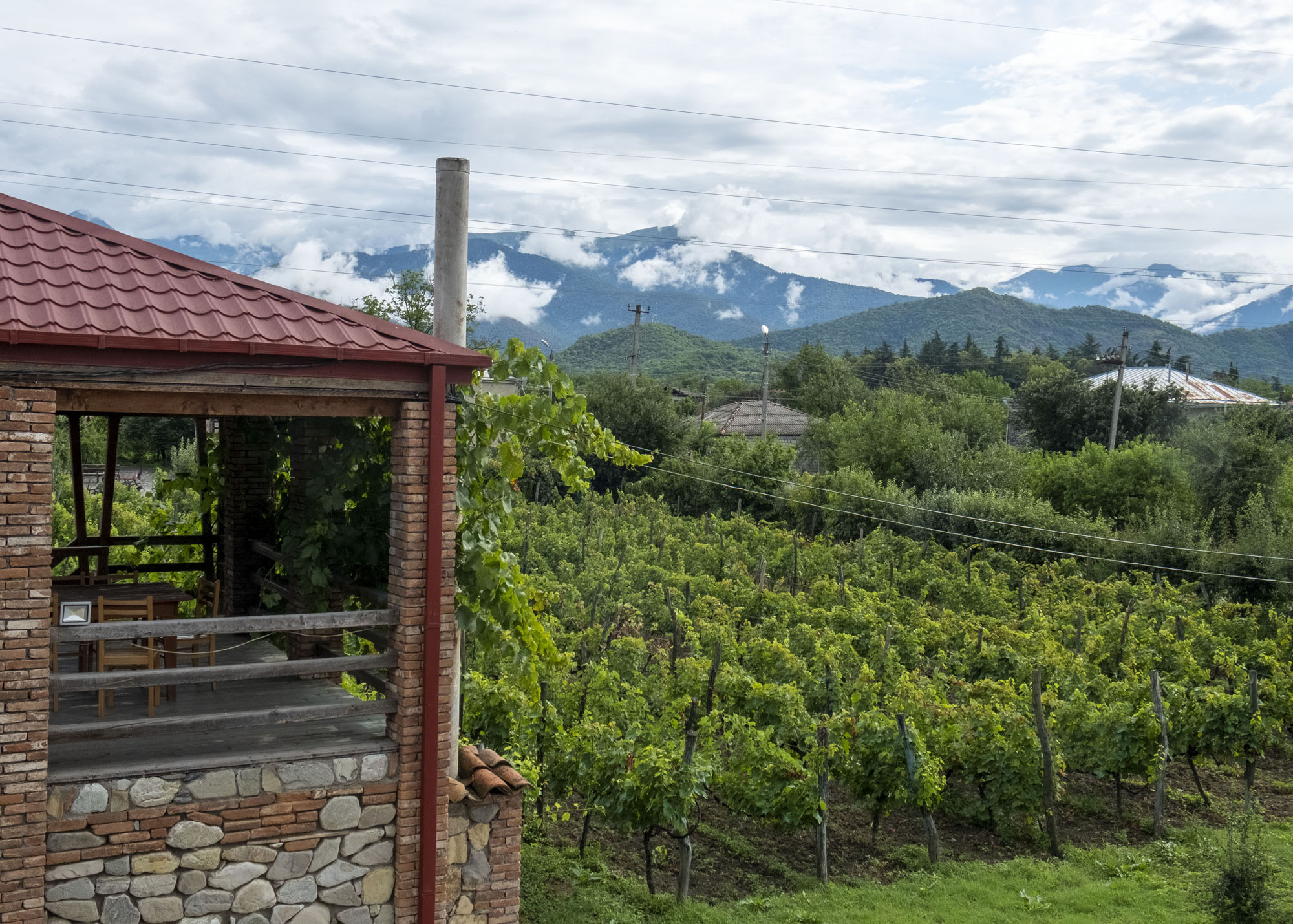 vineyard and mountains.jpg