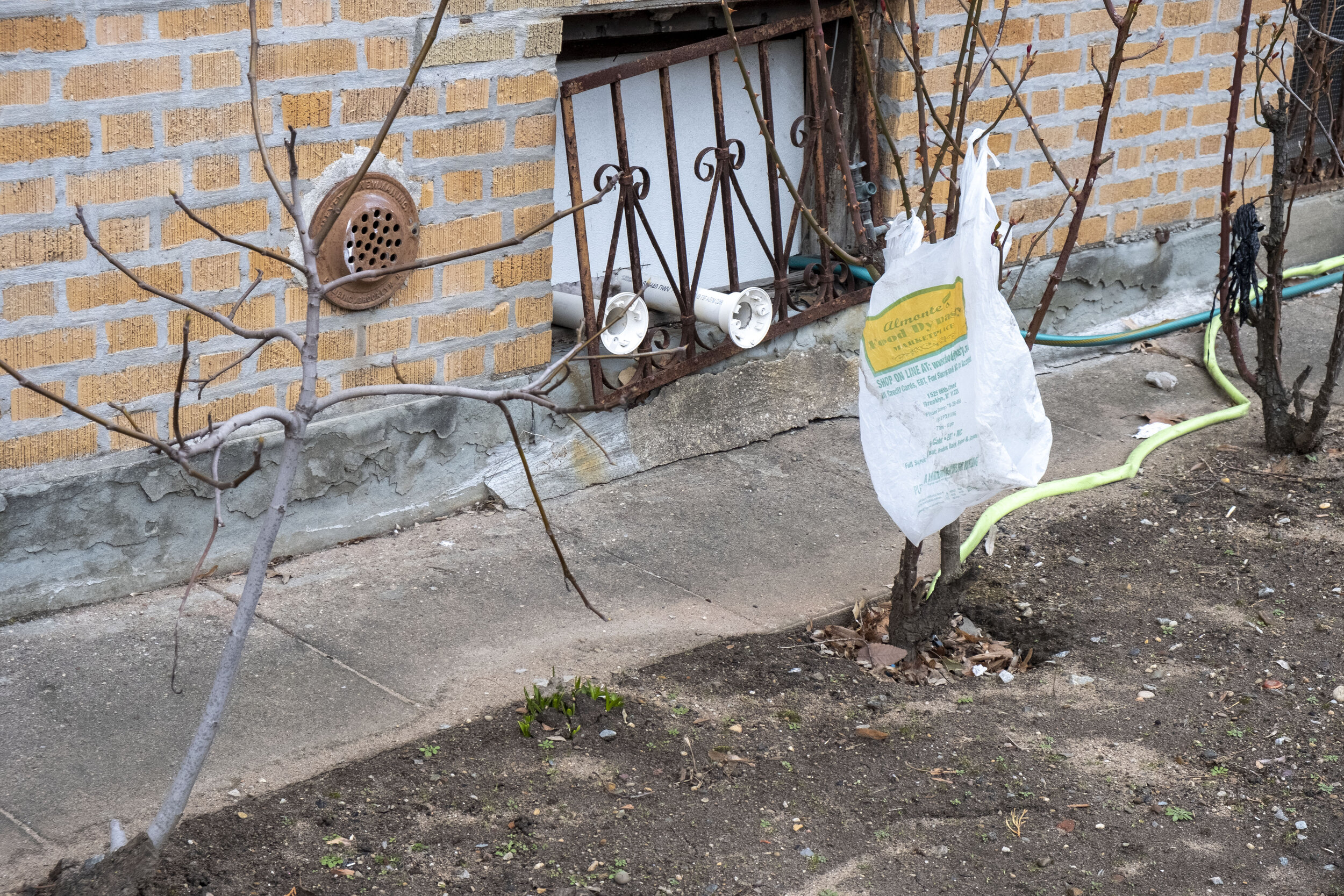 plastic bag tree.jpg