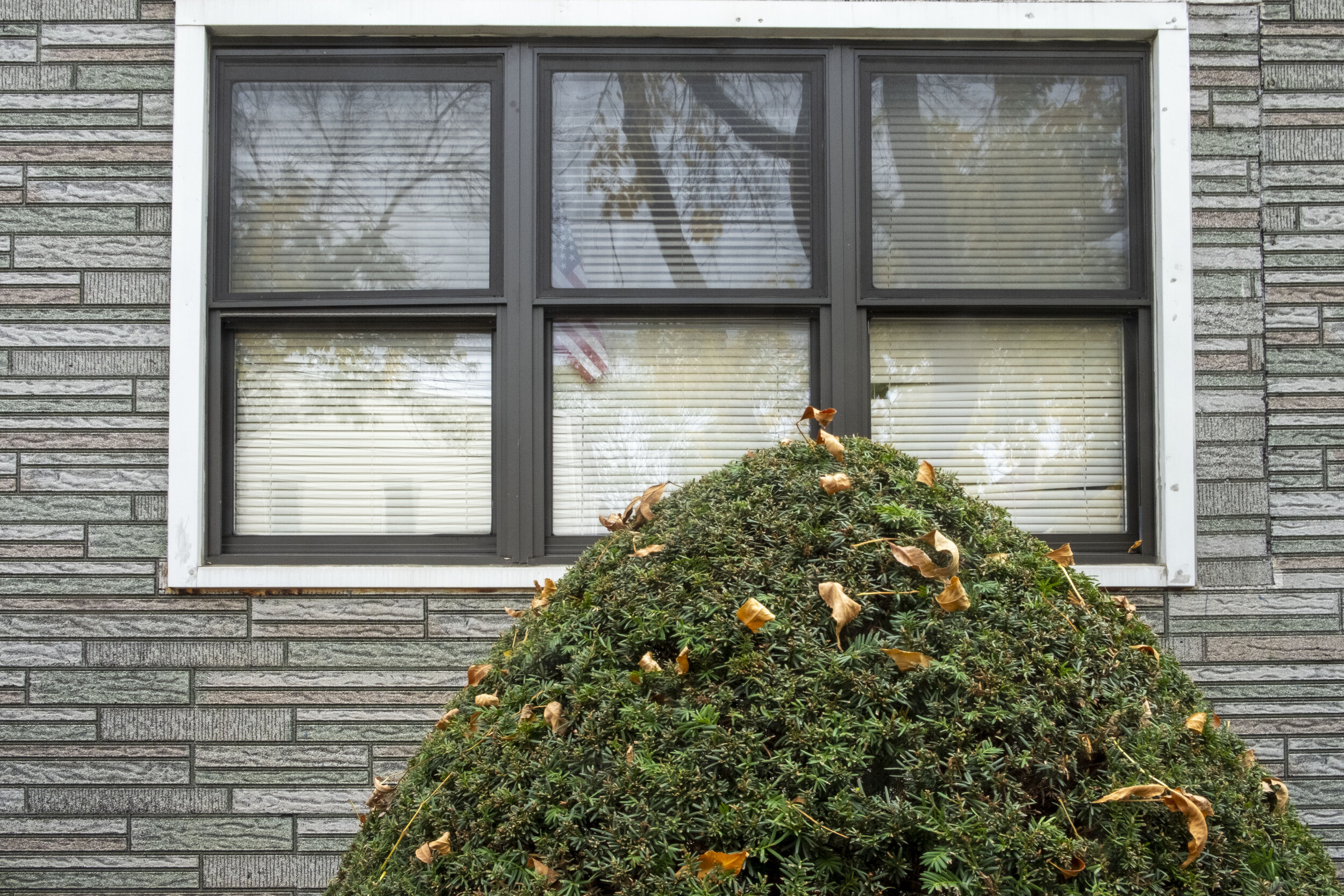 topiary and leaves.jpg