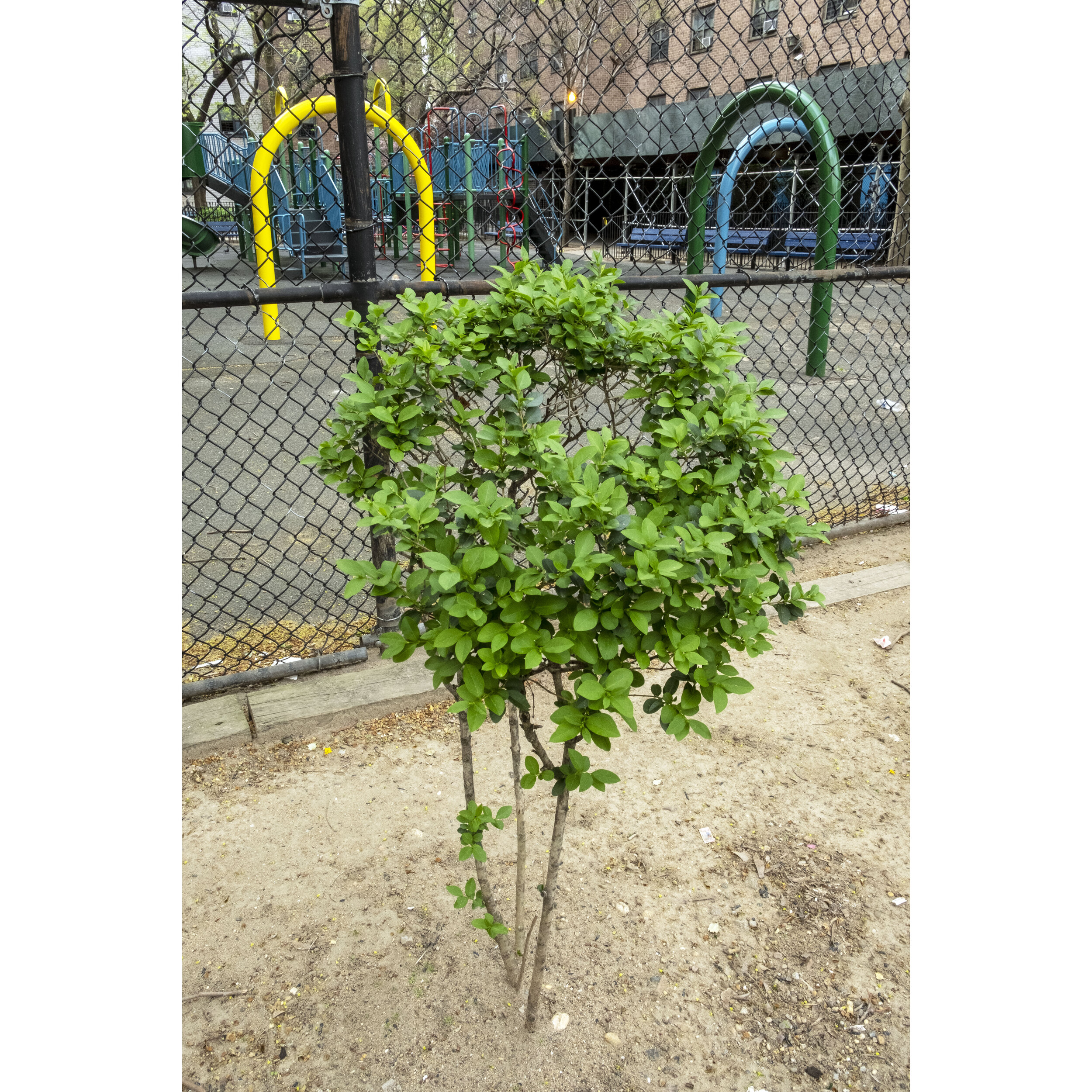 small tree in projects.jpg