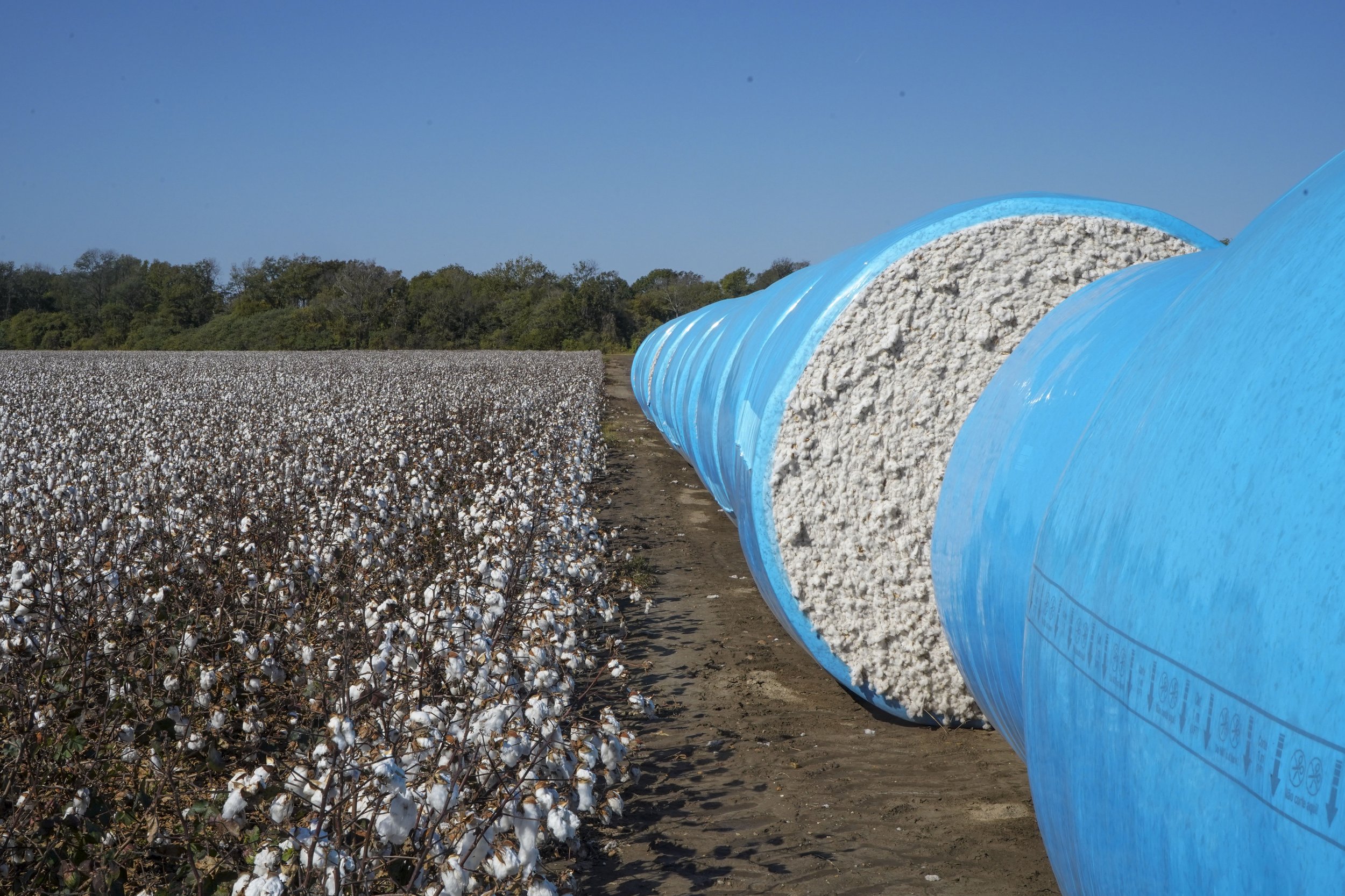 cotton and cotton bales.jpg