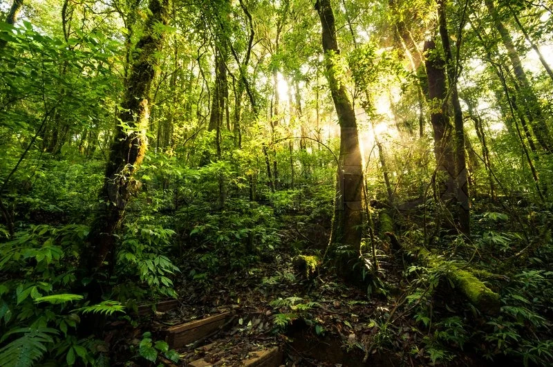 Some Facts about ARMs