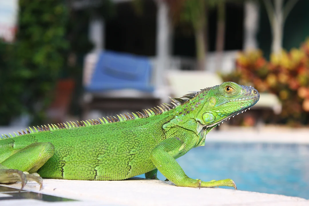 Almond Tree Inn, Key West, Florida, 2012
