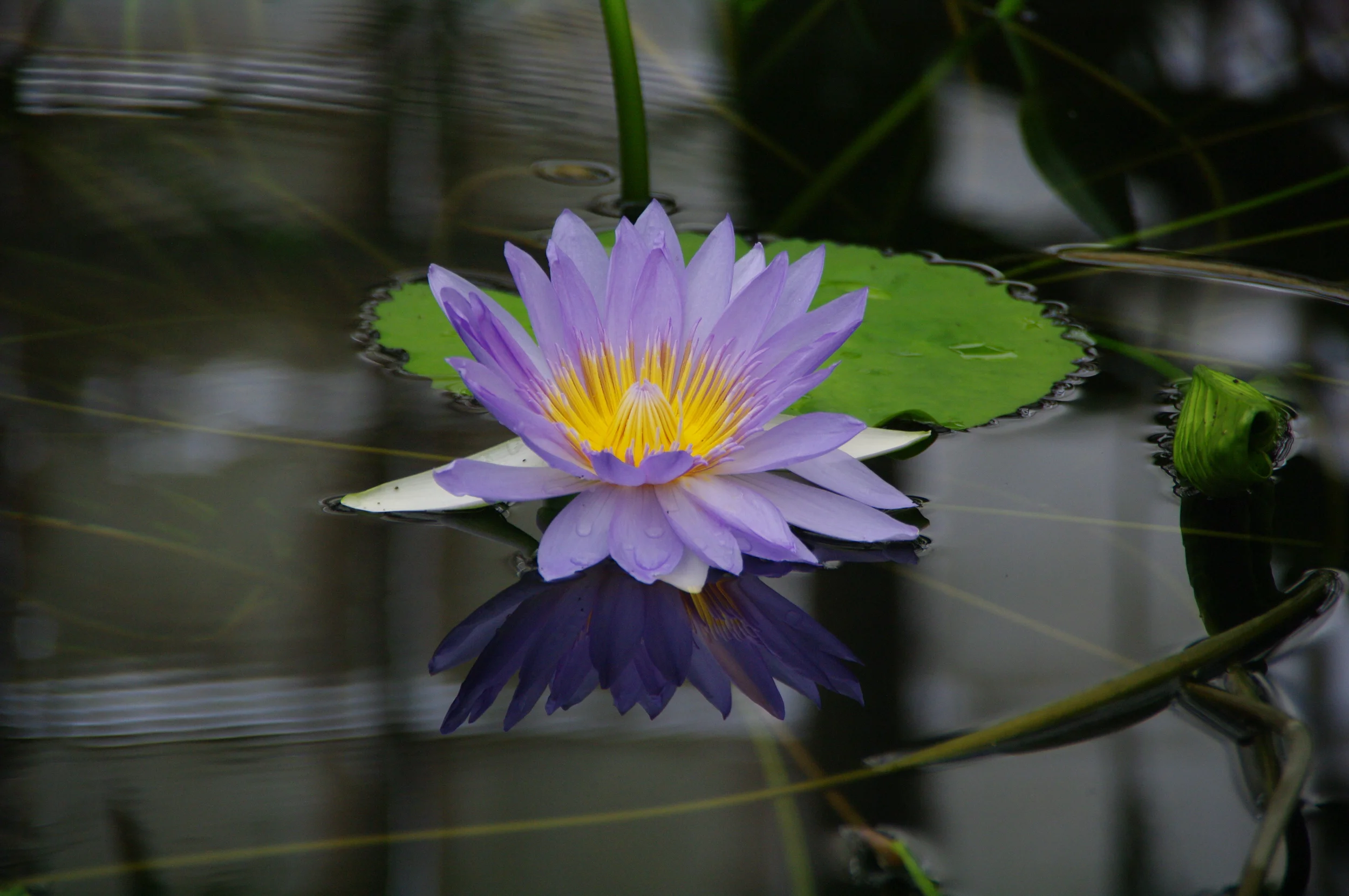 floating flower.jpg
