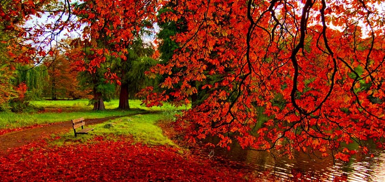 fall.jpg