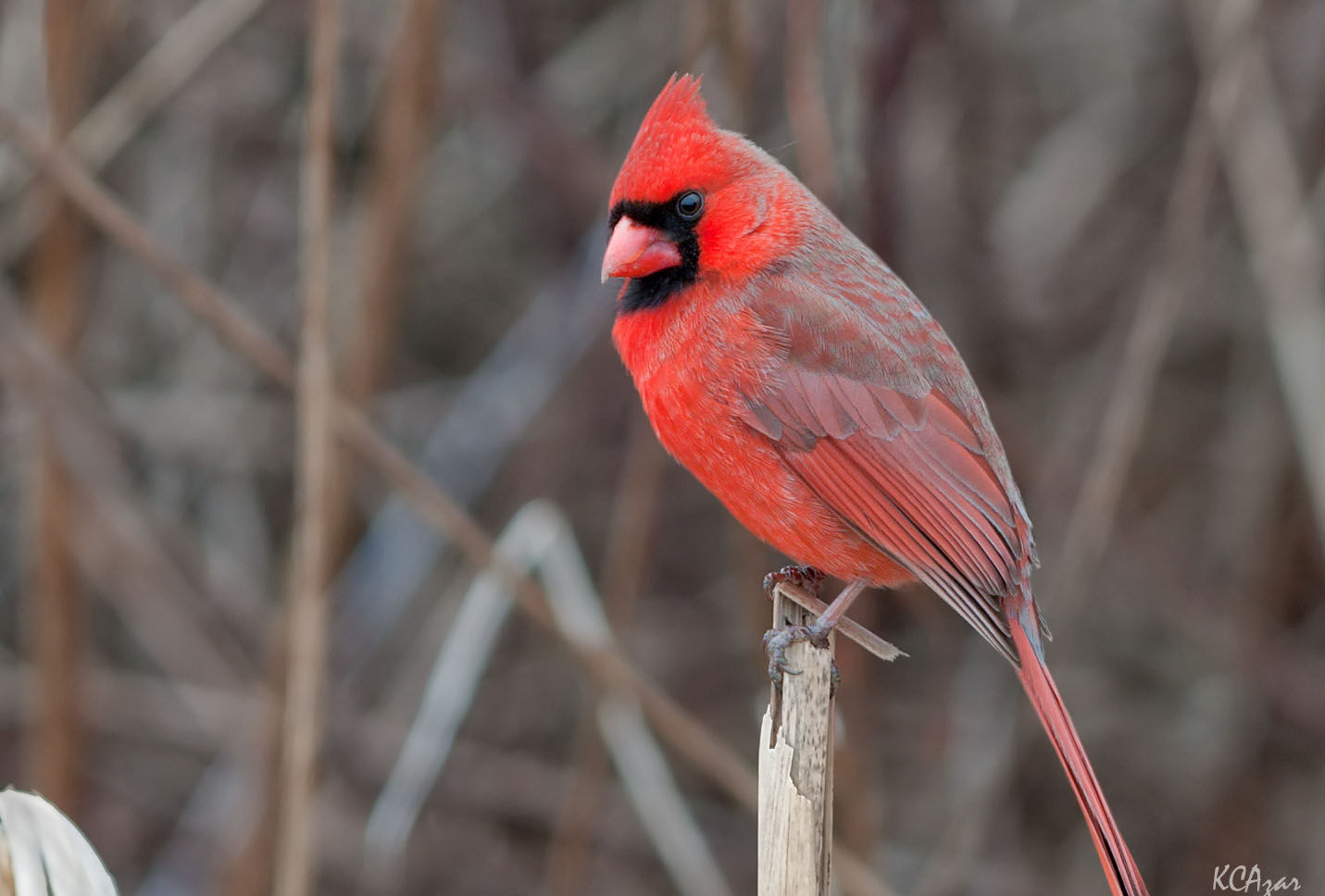 Resident Birds — Severson Dells Nature Center