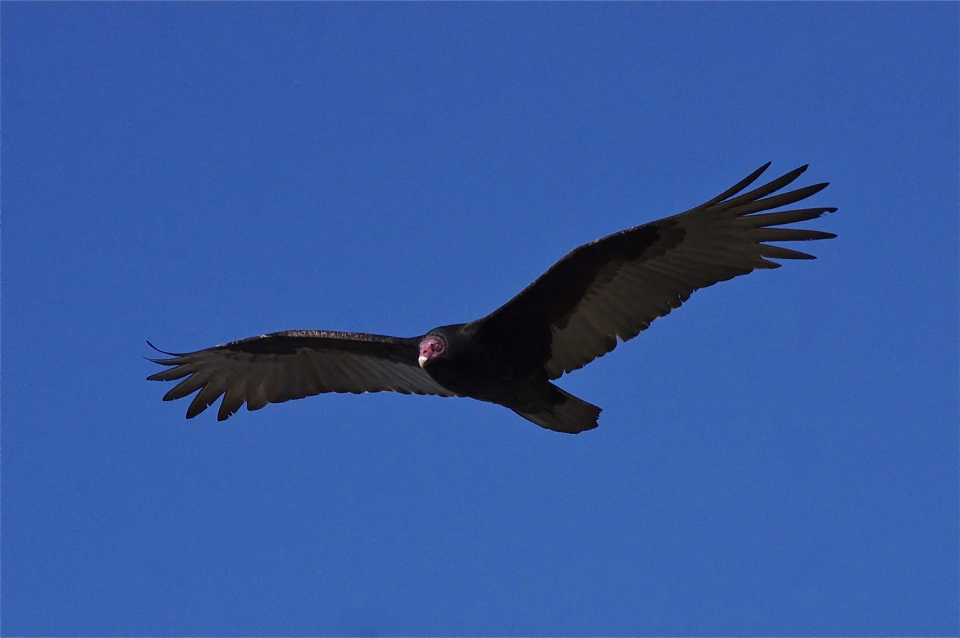Resident Birds — Severson Dells Nature Center