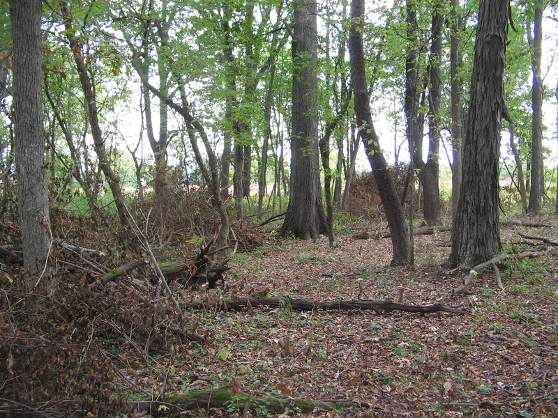 Piles of brush (honeysuckle: Lonicera maackii) accumulate where the forest floor is opened to receive sunlight.