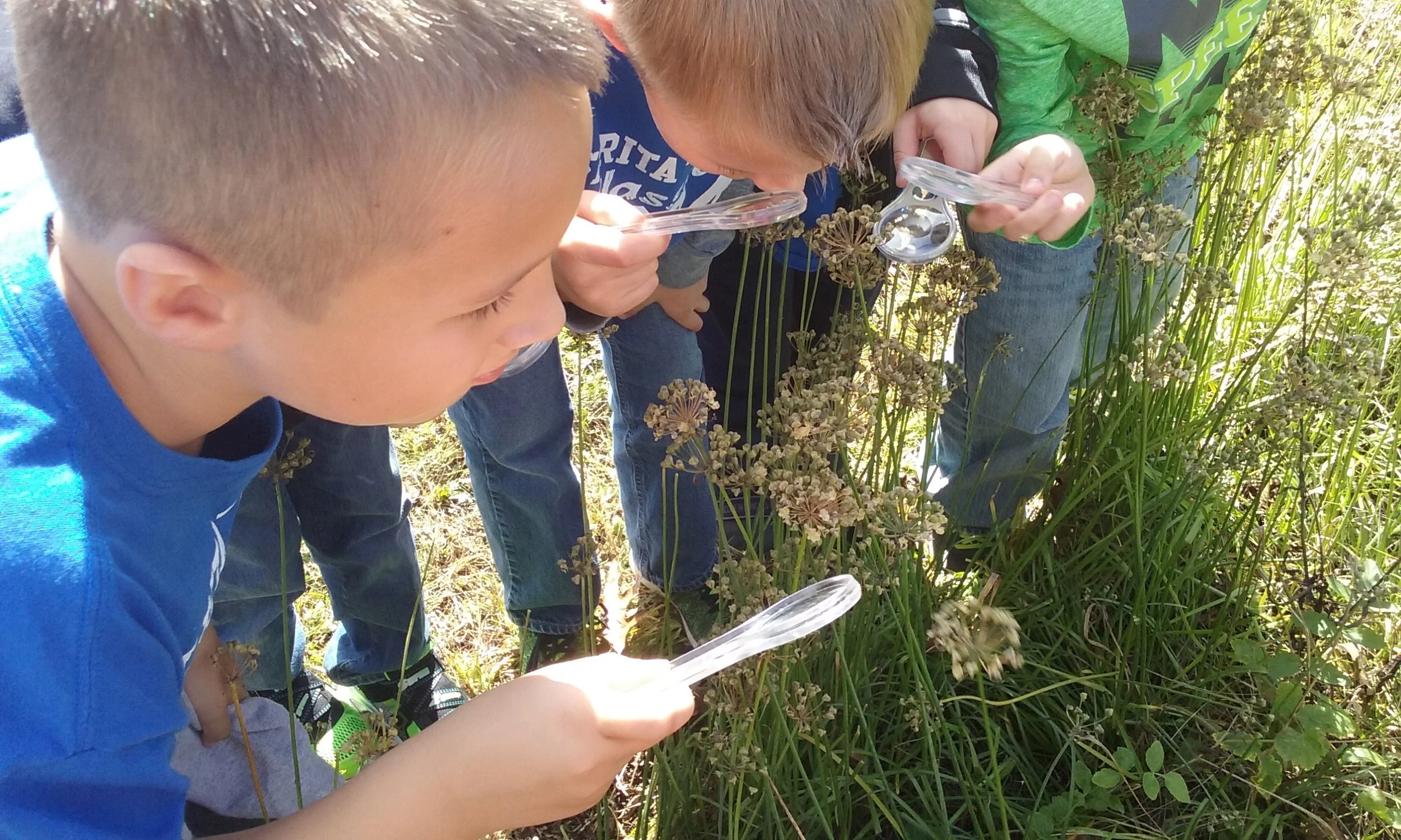 Checking out the seeds on the Canada Wild Onion.