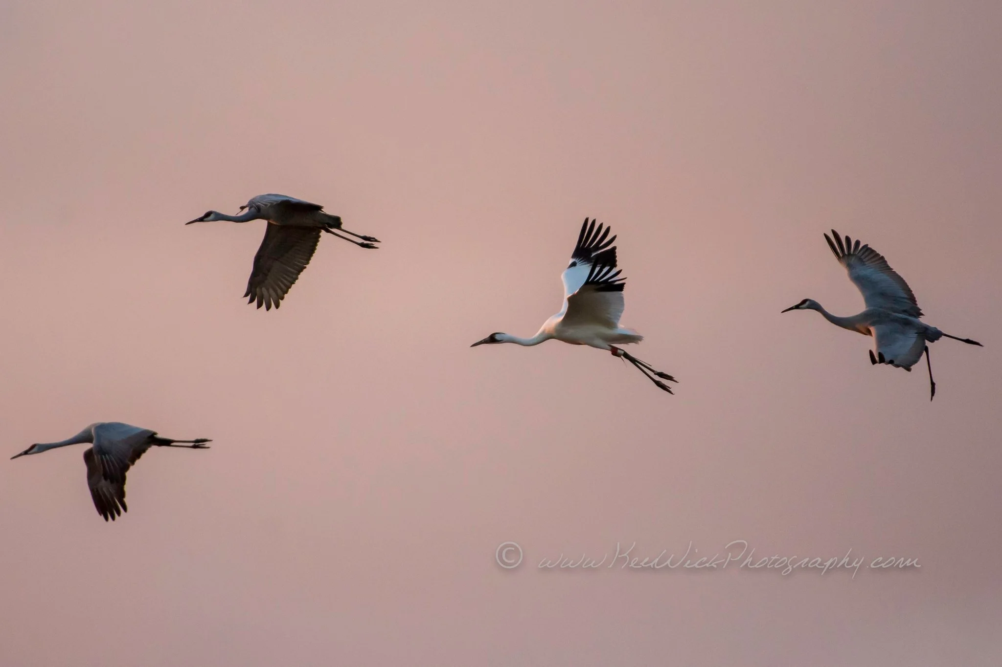 A Whooping Crane, accompanied by Sandhill Cranes, above McHenry County, Illinois, during autumn migration, November 15, 2017. Photo by Ken Wick.