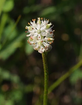 sticky tofieldia1.jpg
