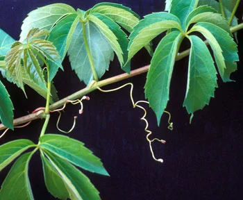 Virginia creeper tendrils with pads (photo credit: John Cardin, OSU, bugwood.org)