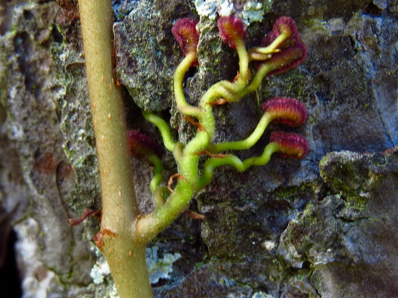 Close-up of Virginia creeper tendril with pads (photo credit: Dale Hoyt, Nature Rambling blog).