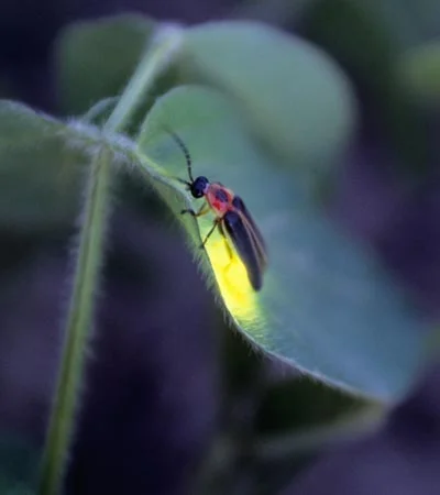 Random Factoid: A Jamaican term for lightning bug is, “blinkie.”