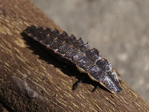 A lightning bug larva is a fearsome sight—at least to its prey.