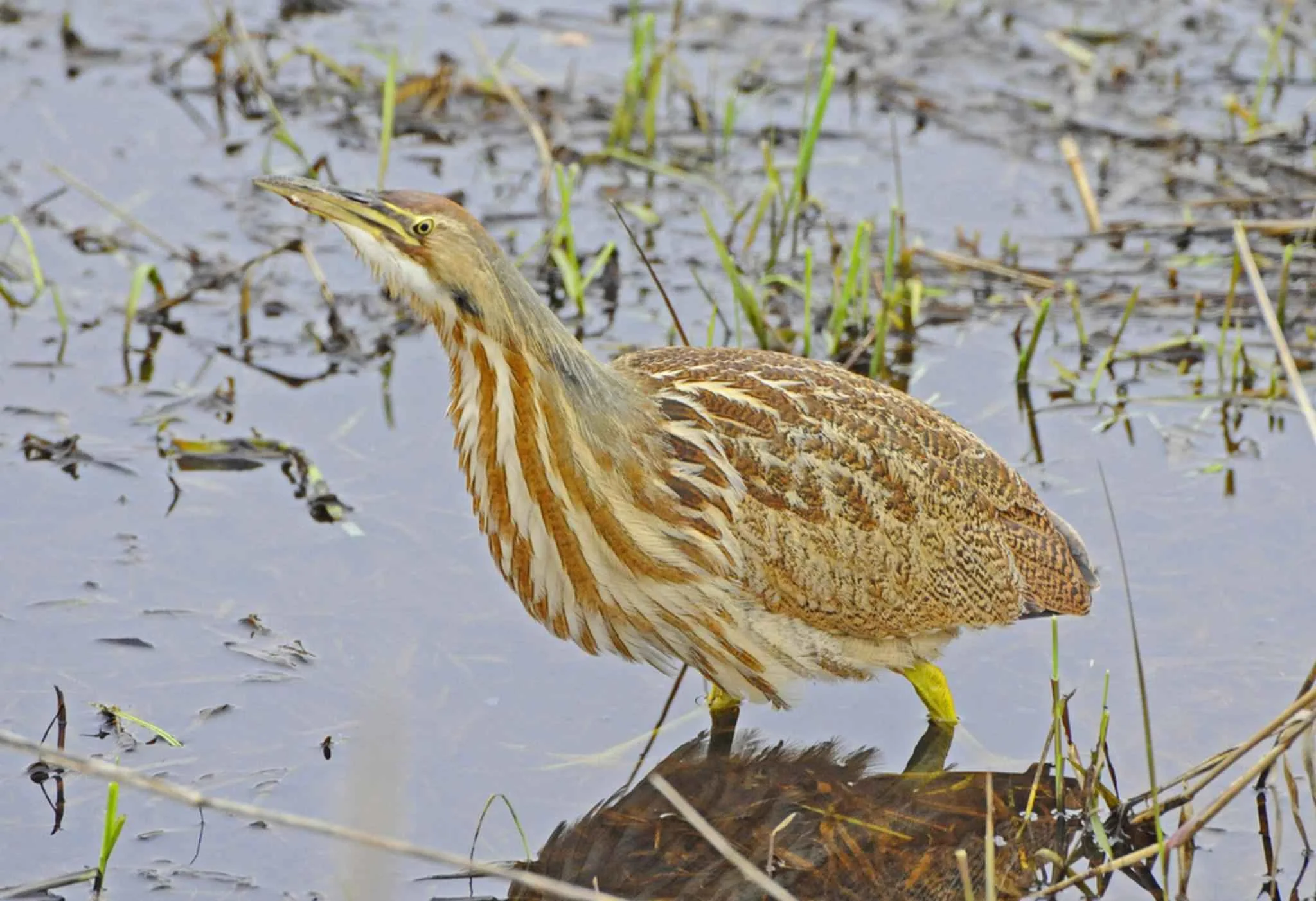 Photo Credits: Gentry Sallie, USFWS