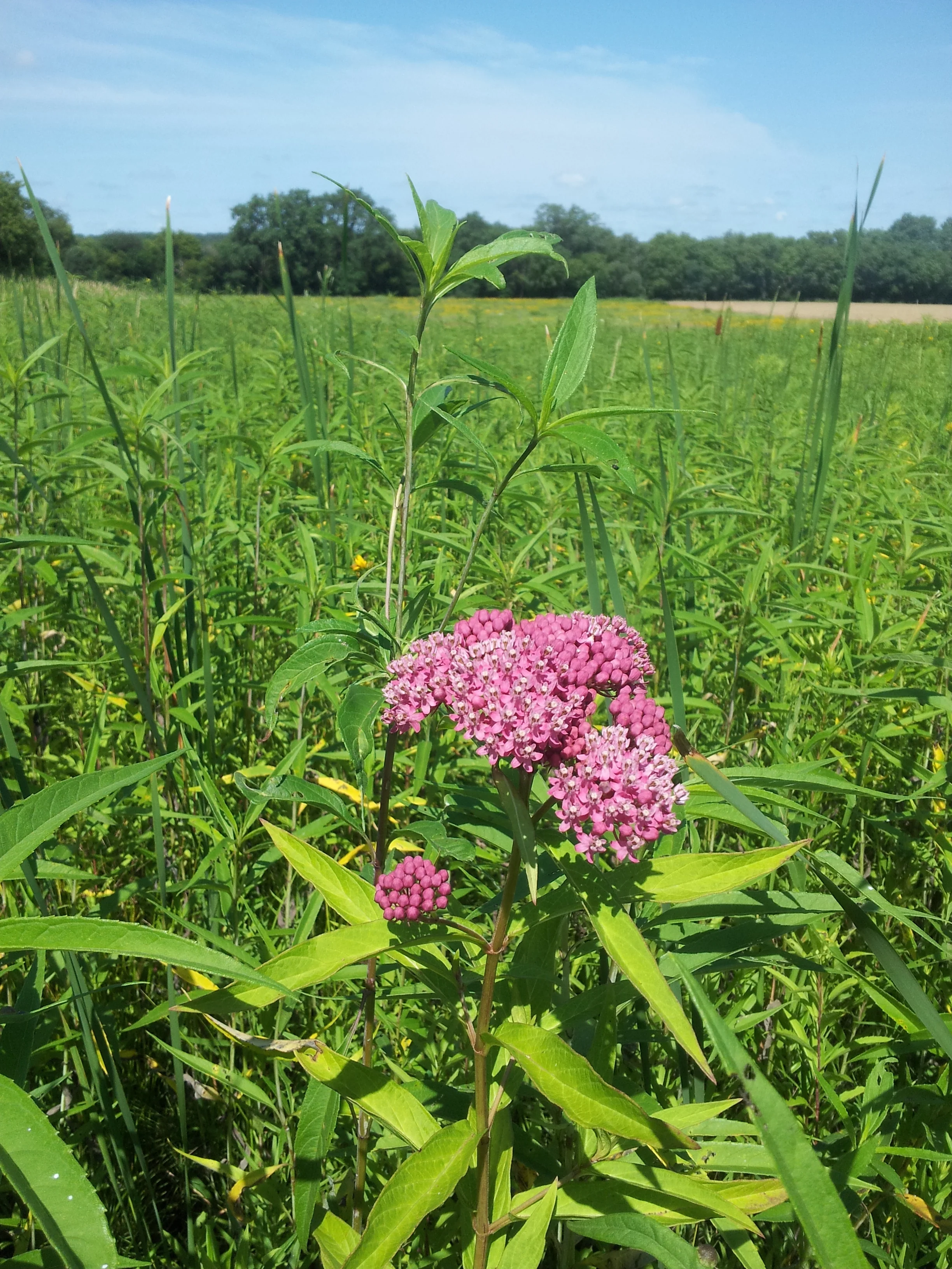 millkweed incarnate? ( Asclepias incarnata )